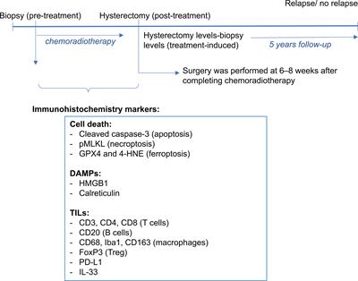 Association of Cell Death Markers With Tumor Immune Cell Infiltrates After Chemo-Radiation in Cervical Cancer